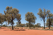 Landscape of The Red Centre, Australia with red soil and pine trees 