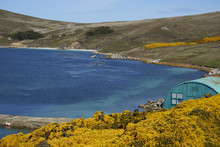 Colourfully Painted Building Amongst Flowering Gorse Bushes At The West Point Settlement On West Point Island In The Falkland Islands