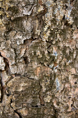 texture bark of tree