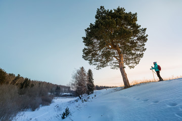 Wall Mural - Woman skiing in a winter forest and looking to a big tree