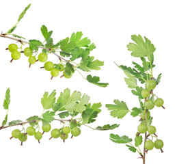 Wall Mural - three gooseberry branches isolated on white