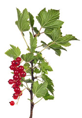 Wall Mural - red currants berries on green isolated branch