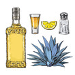 Set of tequila bottle, shot, salt mill, agave and slice of lime, sketch vector illustration isolated on white background. Set of hand drawn tequila glass and bottle, salt, lime and agave cactus