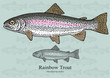 Rainbow Trout. Vector illustration for artwork in small sizes. Suitable for graphic and packaging design, educational examples, web, etc.