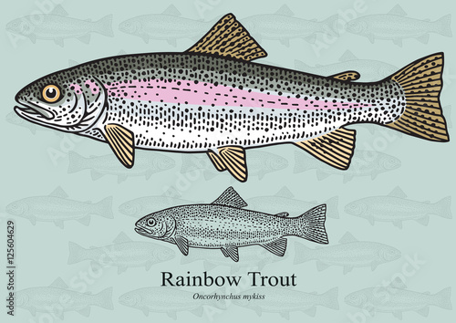 Rainbow Trout. Vector illustration for artwork in small sizes. Suitable ...
