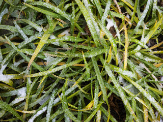 green beautiful grass and white snow