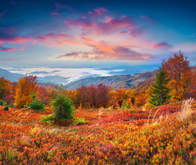 Wall Mural - Splendid autumn sunrise in the Carpathian mountains, Borzhava ri