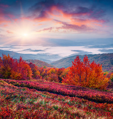 Wall Mural - Fantastic colors autumn landscape in the Carpathians.