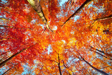 Bottom view of the tops of trees in the autumn forest.