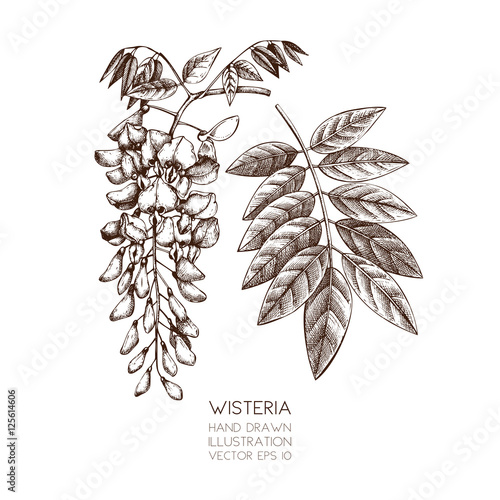 Hand drawn Wisteria flower illustration. Vector Wisteria tree sketch on ...