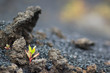 New life in hard enviroment. Small green plant grows in hostile lava field.