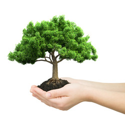 Wall Mural - hands holding green plant isolated