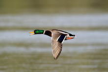 The Male Wild Duck (Anas Platyrhynchos) Mallard Duck Flying Above River Danube,in Belgrade,Zemun,Serbia.