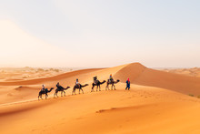 Camelcade On Sand Dune At Desert