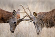 Deer Rutting. Animals fighting mating season.
