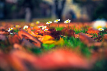 Daisy Flowers And Autumn Leaves On Grass