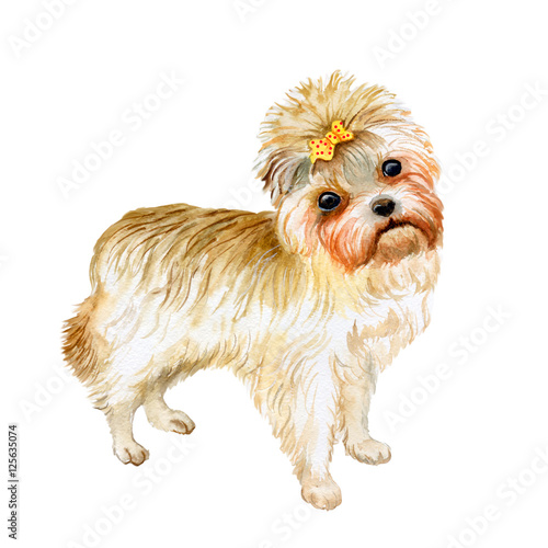 Watercolor Closeup Portrait Of Cute Yorkshire Terrier Breed Dog