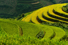 Close-up Of Terraced Rice Fields, Mu Cang Chai, YenBai, Vietnam