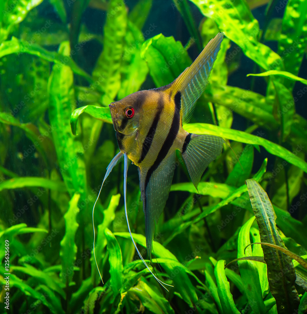 zebra angelfish pterophyllum scalare aquarium Stock Photo | Adobe Stock