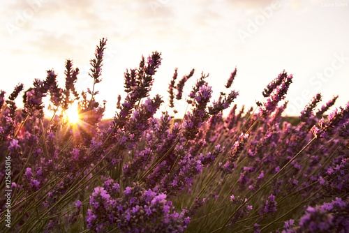 Fotografie, Obraz Campo di fiori di lavanda illuminati dai raggi del sole al tramonto