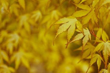 autumn leaves nature background