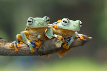 Two Javan Gliding Tree Frogs Sitting On A Branch, Indonesia