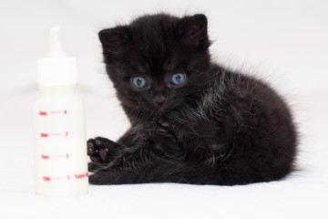 Two weeks old black kitten and a milk bottle