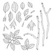 © fominox - Vector hand drawn black and white floral set of ash tree