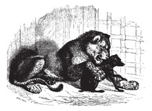 Lioness With Cub, Vintage Engraving.