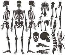 Human Bones Skeleton Dark Black Silhouette Collection. High Detailed Vector Set Of Bones Illustration.