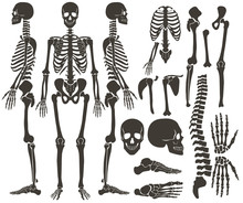 Human Skeleton Free Stock Photo Public Domain Pictures Human Skeleton Free Stock Photo Public Domain Pictures