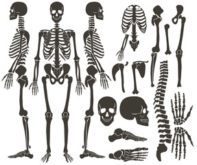 human bones skeleton dark black silhouette collection. high detailed vector set of bones illustratio