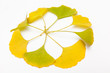 yellow and green ginkgo leaves on white background, shape of flower made by leaf