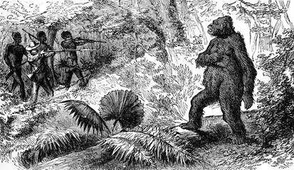 Poster - Country snakes. The death of gorilla, vintage engraving.