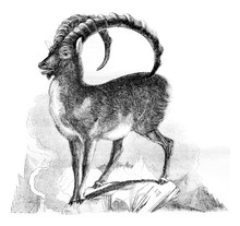 The Ibex, Vintage Engraving.