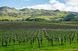 California Central Coast Vineyard in Winter Against Backdrop of Rolling Green Hills, Blue Sky and Clouds 