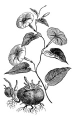 Poster - Jalap or Ipomoea purga, vintage engraving