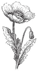 Poster - Poppy, vintage engraving.