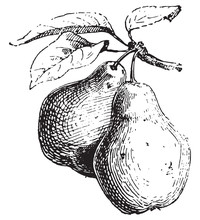 Pear, Vintage Engraving.