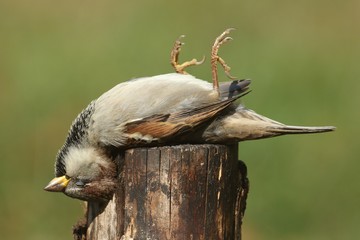 Aufkleber - Dead House Sparrow (Passer domesticus)