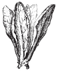 Poster - Chard or Swiss Chard, vintage engraving.