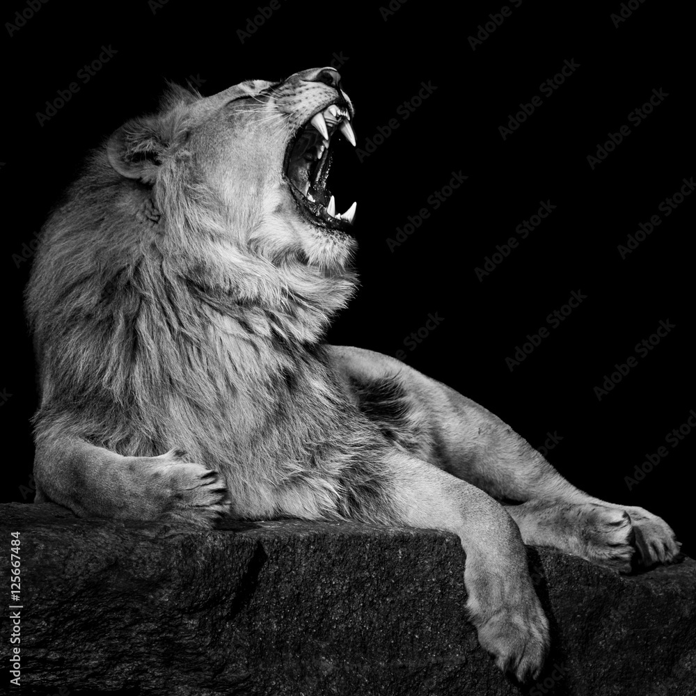 African Lion III - obrazy, fototapety, plakaty 