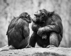 Wall Mural - Chimpanzee Pair