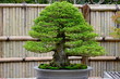 Bonsai of black pine