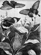 Dissimilarity Female Butterfly Memnon. Kallima Paralekta. The Ev