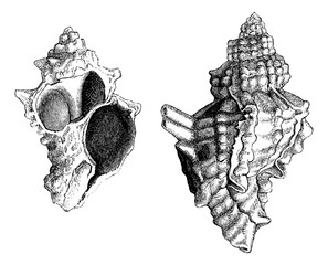 Poster - Banded Dye-murex or Murex trunculus or Hexaplex trunculus, vinta