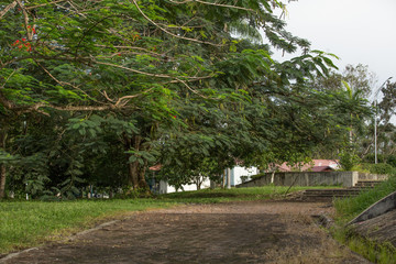 Abandoned garden