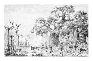 Wall Mural - Vicinity of Ambriz in Angola, Africa, vintage engraving