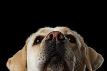 Close-up Portrait Of Beige Labrador Retriever Dog Raising Up Nose In Front View Isolated Black Background