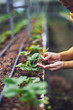 © DragonImages - Planting strawberry